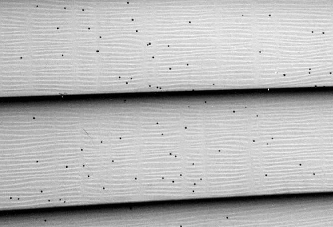 Artillery Fungus on home siding