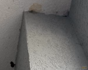 Mud Dauber removal from stucco home in Markland before brushing